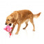 Peluche para perros FuzzYard Love Tail Chaser Perfume