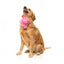 Peluche para perros FuzzYard Love Tail Chaser Perfume