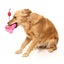 Peluche para perros FuzzYard Love Tail Chaser Perfume