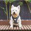Arnés step-in para perro de pana FuzzYard Life Slate Grey (talla XXS)