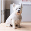 Chaqueta de pana para perros FuzzYard Life Sandstone