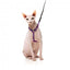 Arnés para gatos con correa FuzzYard Wild One Bubblegum