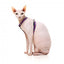 Arnés para gatos con correa FuzzYard Wild One Bubblegum