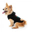 Sudadera para perros FuzzYard Easily Distracted by Food (talla 1)