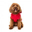 Sudadera con capucha para perros FuzzYard The Homies rojo (talla 1)