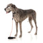 Correa de cuerda para perros FuzzYard FY Active melocotón