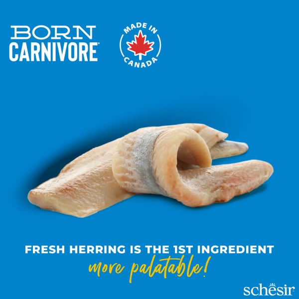 Schesir pienso born carnivore arenque y salmón 1.25 gr para gatos - imagen 2