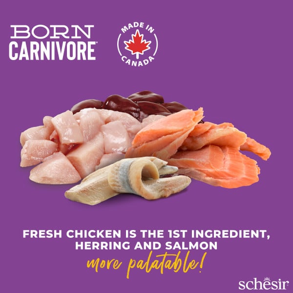 Schesir pienso born carnivore pollo con arenque y salmón 1.25 gr para gatos - imagen 2