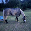 Sábana antimoscas de malla reforzada para caballo con protección UV - vista 6